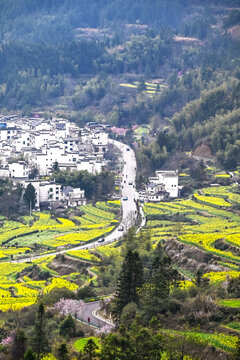 江岭油菜花海