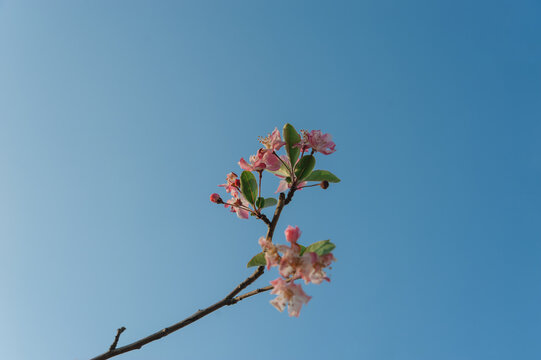 蓝天下的樱花