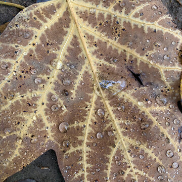 雨水打湿的叶脉