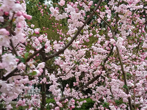 路边的野花