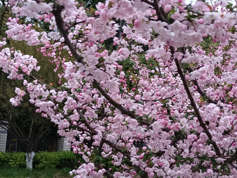 路边的野花