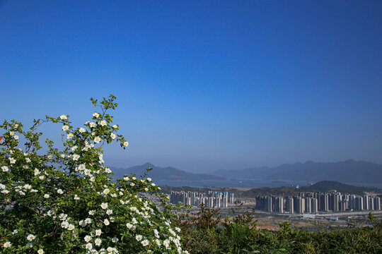 刺梨花