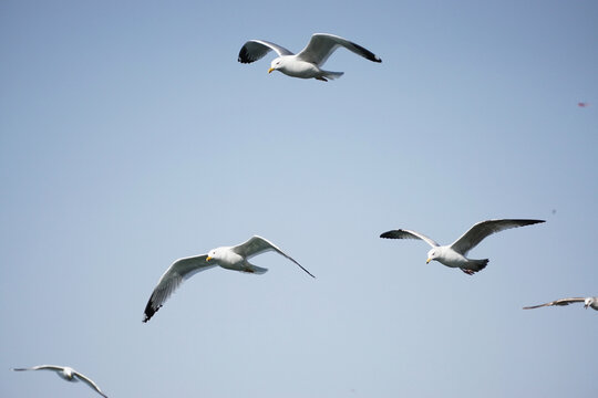 飞翔在天空的海鸥鸟类