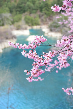 九寨沟的山桃花