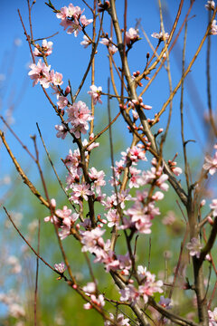 粉色桃花