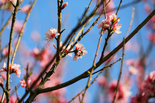 朵朵桃花