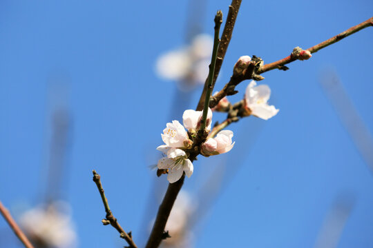 一枝梅花