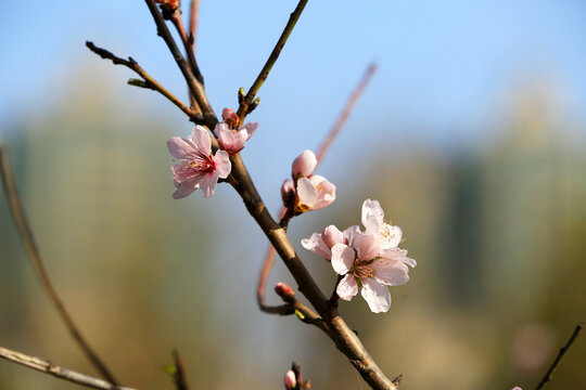 山桃花