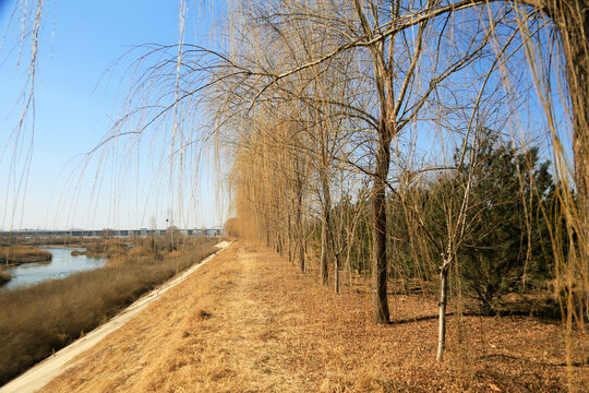 河岸垂柳