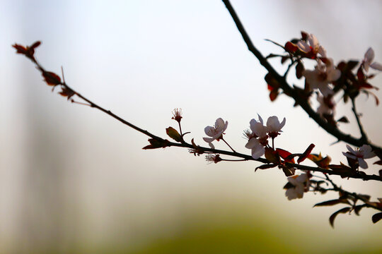 白花特写