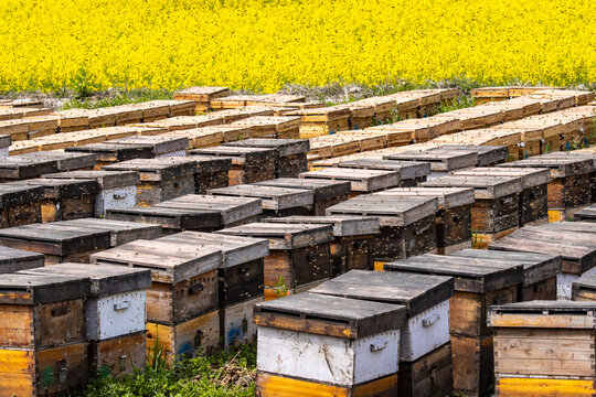 养蜂蜂箱