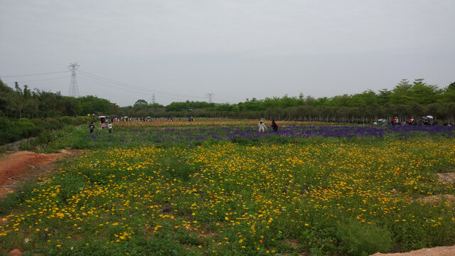 大苞萱草