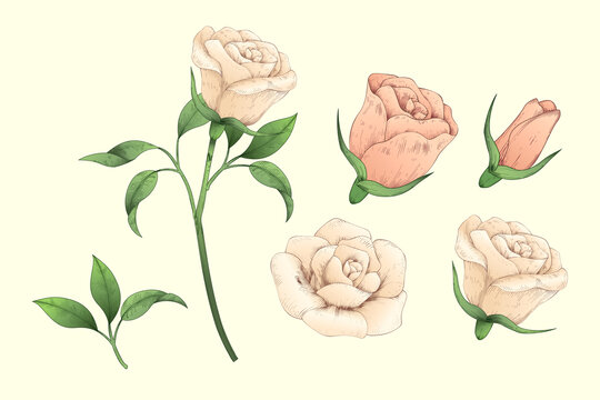 版画风手绘玫瑰花盛开过程插画