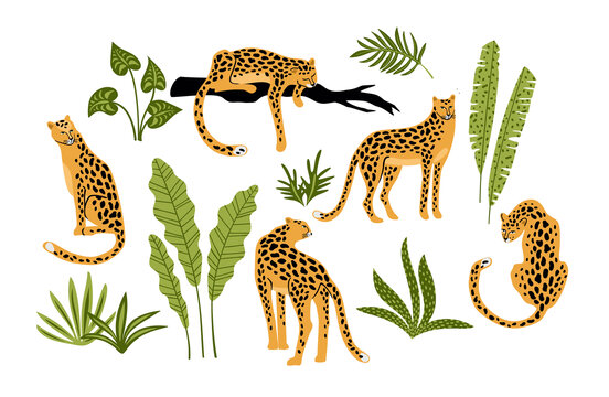 热带叶子与豹子插图素材集合