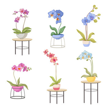 桌子上的有机缤纷兰花盆栽 平面插图素材