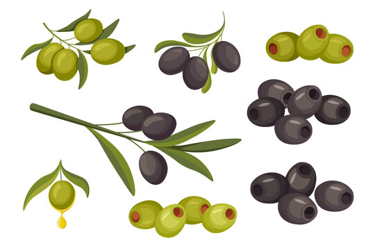 黑色与绿色的带叶橄榄 插图素材集合