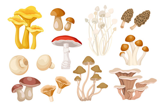 有机菇类平面插图素材