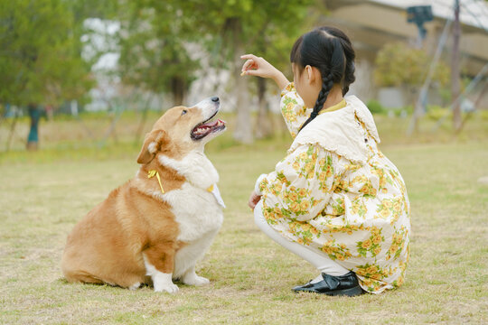 小女孩与柯基