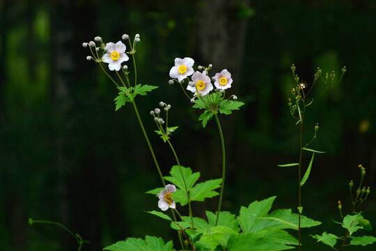 野棉花