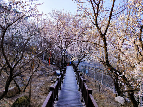 北京居庸关花海栈道