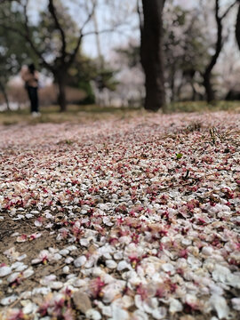 落花杏花