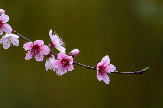 春天的花卉桃花