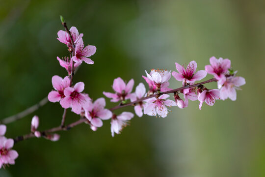 春天的花卉桃花