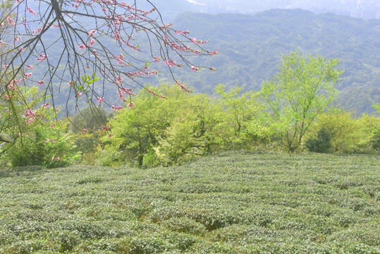 雅安蒙顶山茶树种植园