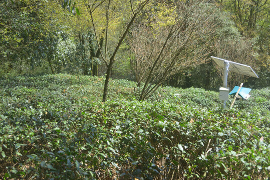 雅安蒙顶山甘露名茶种植园