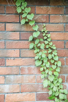 爬山虎绿色植物绿植红墙藤蔓