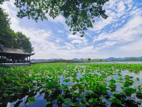 夏日风荷