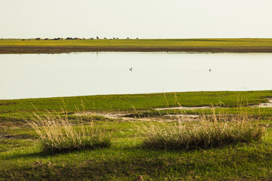 草原湿地牧场