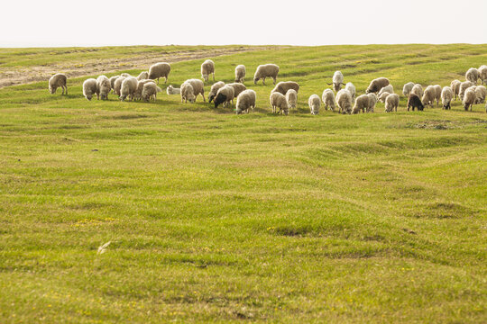 春天草地一群羊