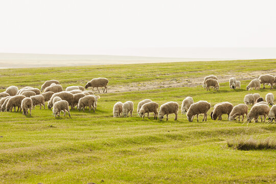 草原春季羊群吃草