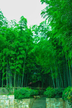 竹林