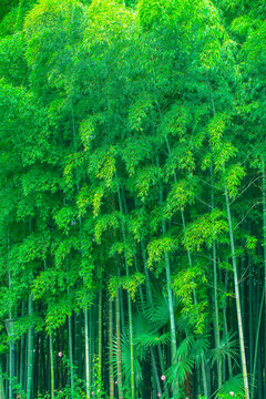 竹林