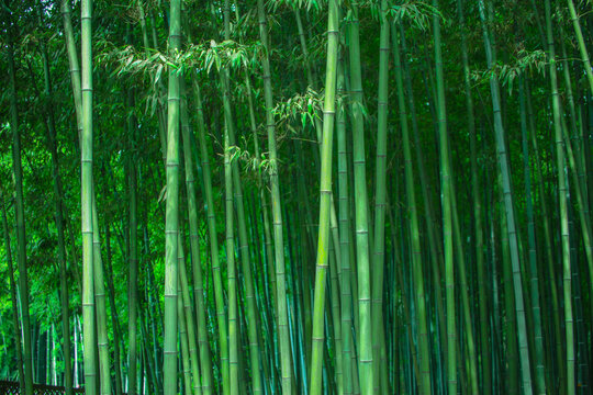 竹林