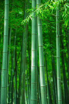 竹子翠竹