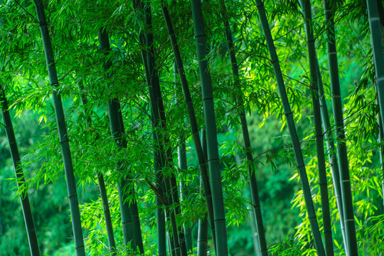 竹林