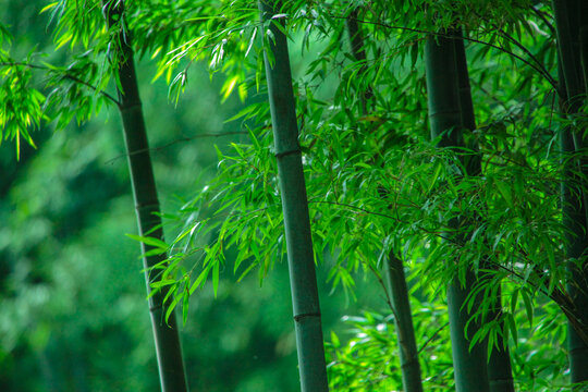 竹子翠竹