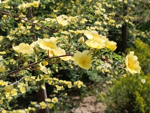 一枝黄花