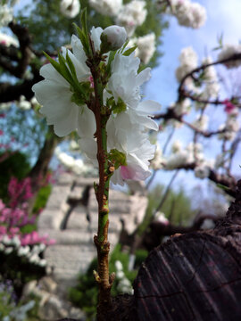 碧桃花