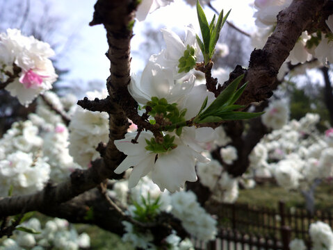 碧桃花