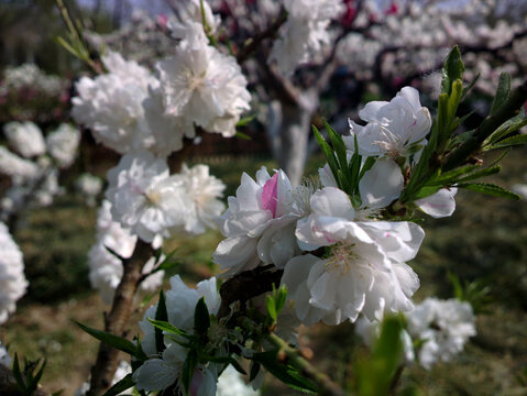 碧桃花