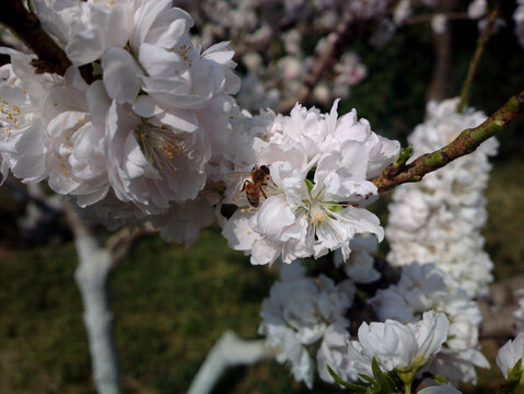 碧桃花