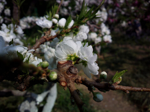 碧桃花