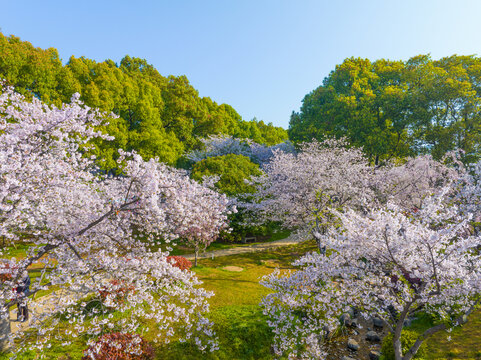 武汉东湖磨山樱花园春季风光