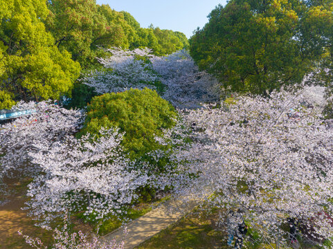 武汉东湖磨山樱花园春季风光