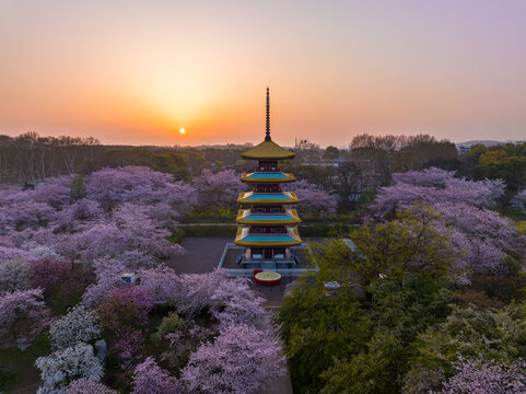 武汉东湖磨山樱花园春季风光