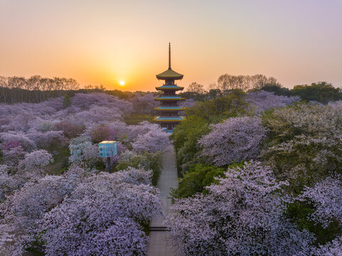 武汉东湖磨山樱花园春季风光